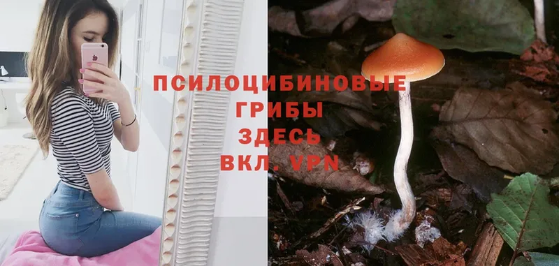 мега вход  Городовиковск  Псилоцибиновые грибы Psilocybine cubensis 